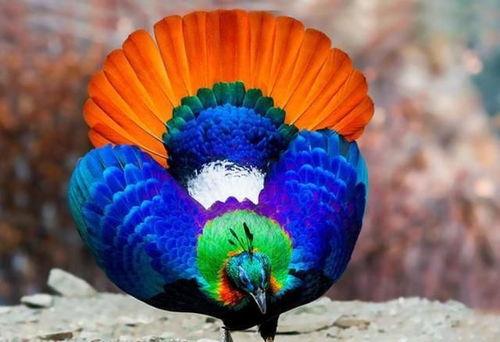 九色PORNY丨国产精品,国产精品的视觉盛宴